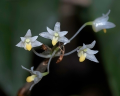 Dendrobium herbaceum
