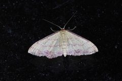 Idaea okinawensis