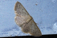 Idaea sakuraii