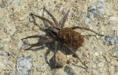 Alopecosa xilinensis
