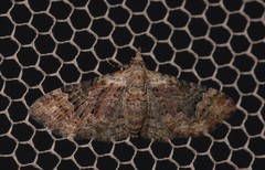 Mnesiloba eupitheciata