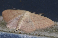 Scopula personata