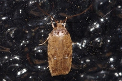 Psorosticha melanocrepida