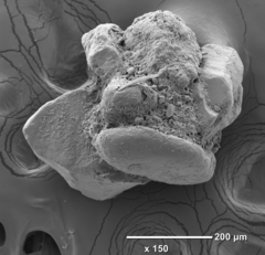 Psammosphaera