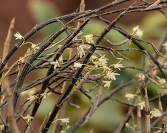 Dendrobium herbaceum