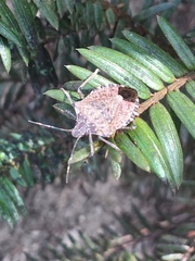 Halyomorpha halys