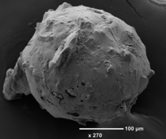 Psammosphaera