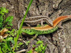 Lacerta agilis chersonensis