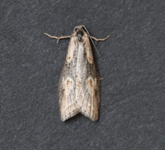 Doloploca punctulana