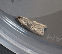 Doloploca punctulana