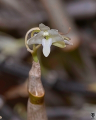 Dendrobium herbaceum