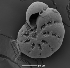 Cribroelphidium clavatum