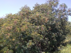 Paraserianthes