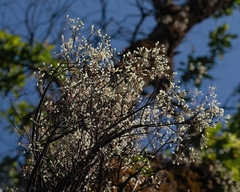 Dendrobium herbaceum
