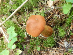 Cortinarius rubellus