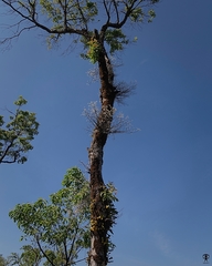 Dendrobium herbaceum