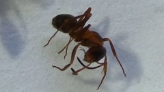 Formica