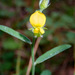 Crotalaria brevis - Photo (c) Craig Robbins,  זכויות יוצרים חלקיות (CC BY-NC), הועלה על ידי Craig Robbins