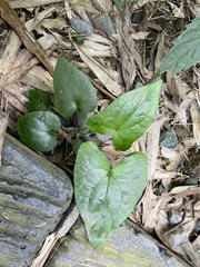 Asarum caudigerum