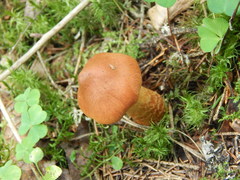 Cortinarius rubellus