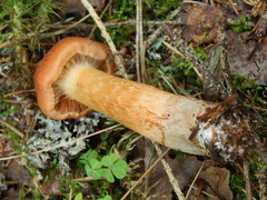Cortinarius rubellus