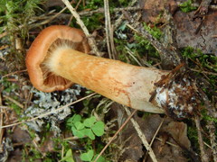 Cortinarius rubellus
