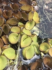 Salvinia cucullata