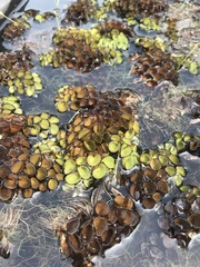 Salvinia cucullata