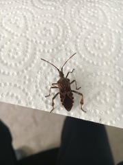 Leptoglossus occidentalis