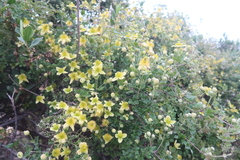 Clematis millefoliolata