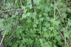 Bowlesia sodiroana
