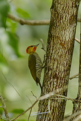 Piculus flavigula