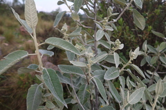 Nordenstamia longistyla