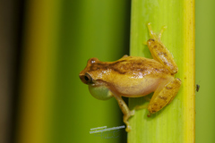 Dendropsophus werneri