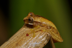 Dendropsophus werneri