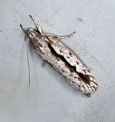 Eulechria xeropterella