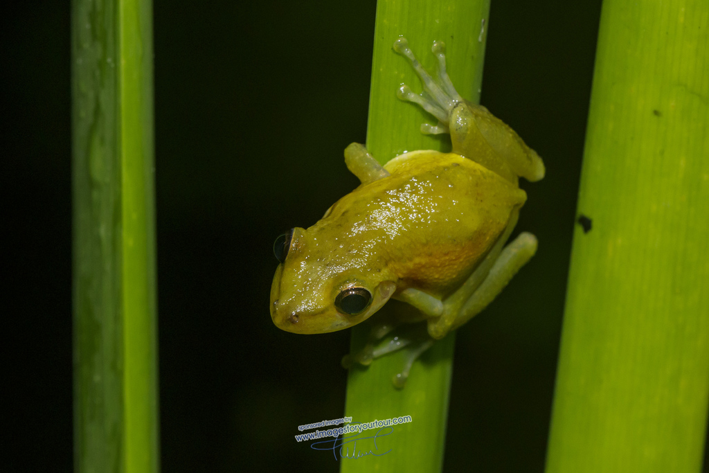 Santa Catarina Snouted Tree Frog