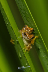 Dendropsophus werneri