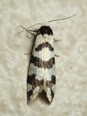 Lepidoscia characota