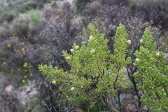 Baccharis tricuneata