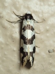 Lepidoscia characota