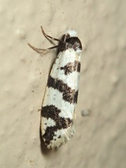 Lepidoscia characota