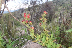 Calceolaria pisacomensis