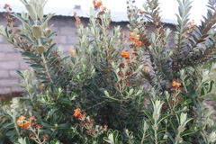 Buddleja coriacea