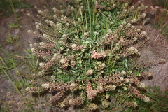 Lepidium chichicara