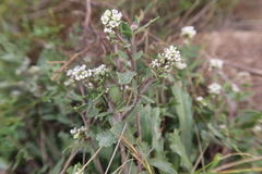 Lepidium werffii