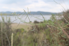 Mostacillastrum gracile