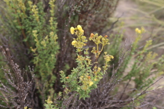 Calceolaria inamoena