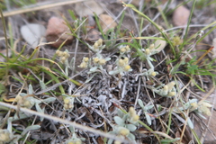 Gamochaeta humilis