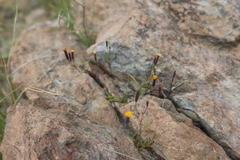 Tagetes multiflora